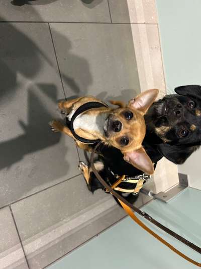 Hund auf dem "stillem Örtchen" unterwegs-Beitrag-Bild