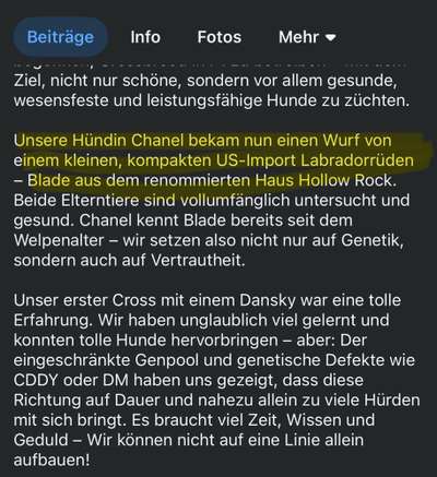 Neue Trendrasse - Bullydor und co.-Beitrag-Bild