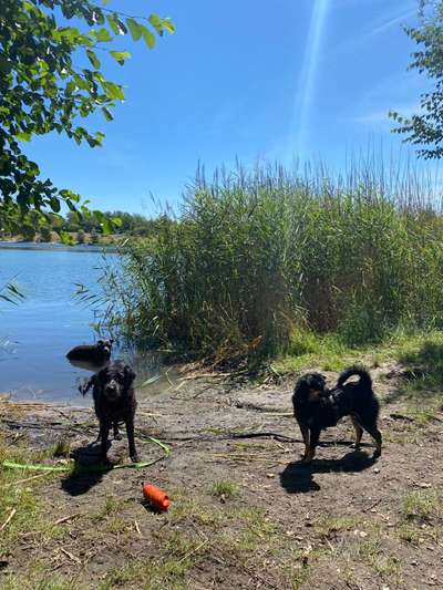 Umgang zwischen Hundehaltern-Beitrag-Bild
