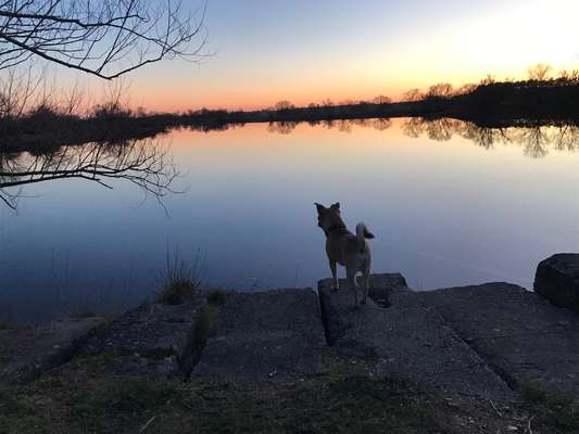 Dogorama Foto Challenge - Dämmerung-Beitrag-Bild