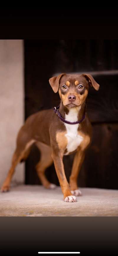 Neue Trendrasse - Bullydor und co.-Beitrag-Bild