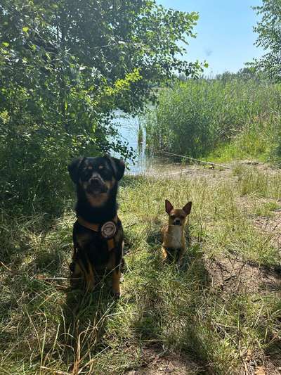 Arbeiten mit einem "dummen" Hund?-Beitrag-Bild