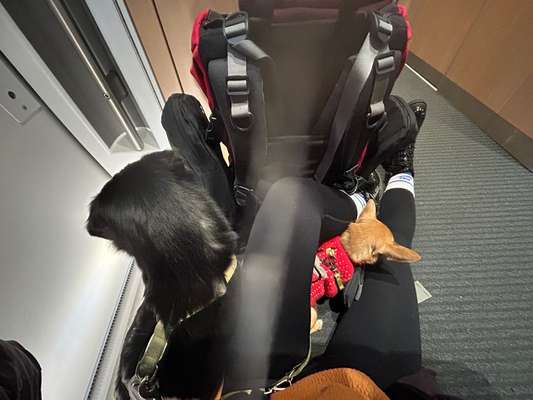 Spass mit der Bahn am Heiligabend. Oder: Maulkorb für Welpen?-Beitrag-Bild