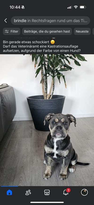 Neue Trendrasse - Bullydor und co.-Beitrag-Bild