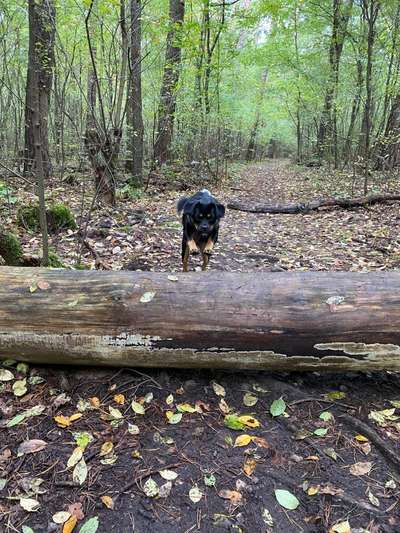 61. Handyfotochallenge - der springende Hund-Beitrag-Bild