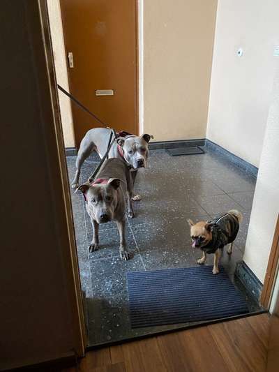 Amstaff Vorurteile - Halter machen Hunde?-Beitrag-Bild