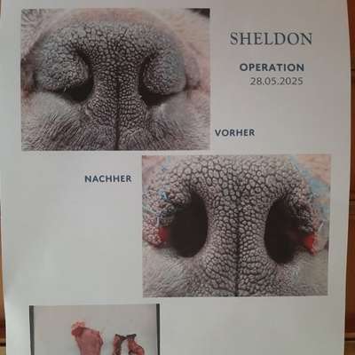 Qualzucht - Warum Aufklärung alleine nicht reicht-Beitrag-Bild