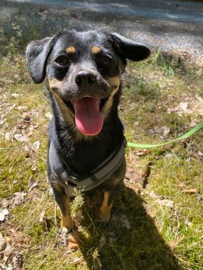 Dogorama Photo Challenge - Märchenwald-Beitrag-Bild