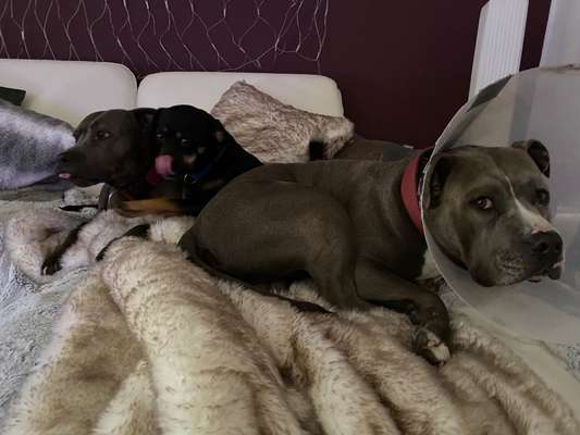 Hunde früher und heute-Beitrag-Bild