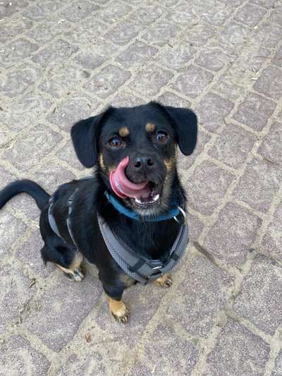 18. Collagen Challenge - Zunge raus!-Beitrag-Bild