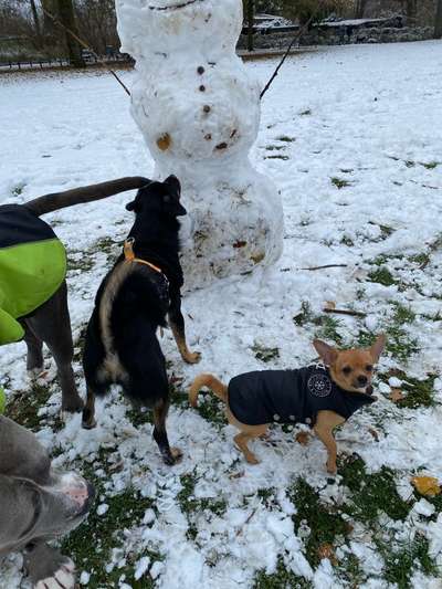 Mehrhundehaltung-Beitrag-Bild
