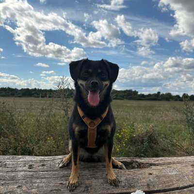 Jagdtrieb – warum reagiert mein Hund nur auf bestimmte Wildtiere? 🦊-Beitrag-Bild