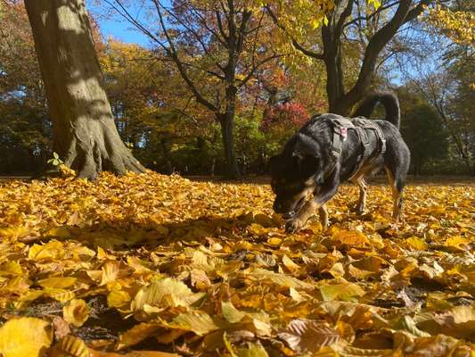 26. Farben Fotochallenge "Herbstfarben"-Beitrag-Bild