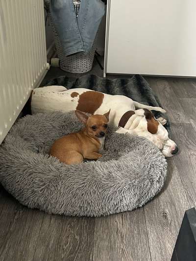 "Plötzliche" Aggression nach gemeinsamem Spaziergang.-Beitrag-Bild