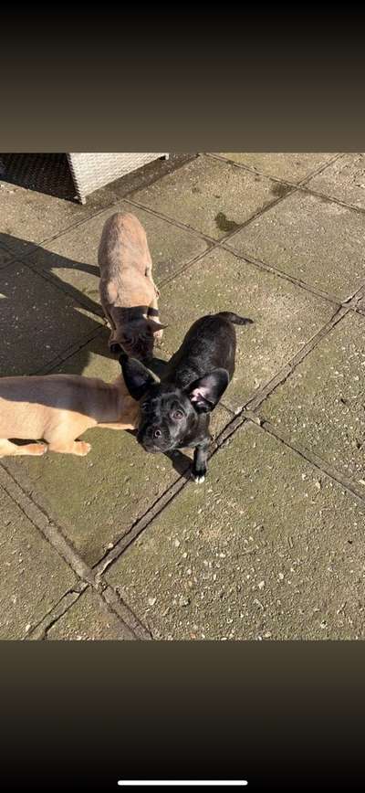 Neue Trendrasse - Bullydor und co.-Beitrag-Bild