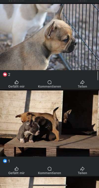 Neue Trendrasse - Bullydor und co.-Beitrag-Bild