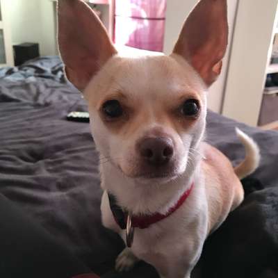 Mischling oder Rassehund - Wer wird wirklich älter?-Beitrag-Bild