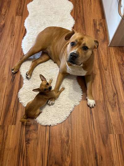 155. FotoChallange * David und Goliath *-Beitrag-Bild