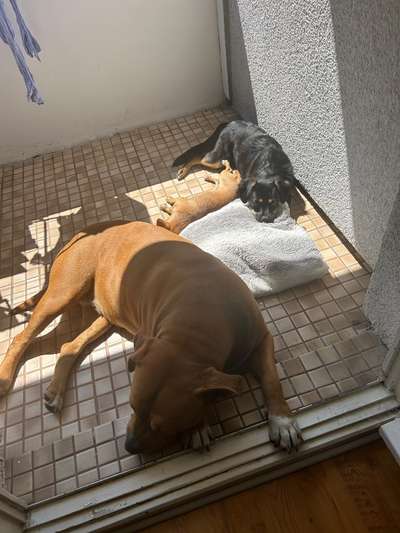 Mehrhundehaltung-Beitrag-Bild