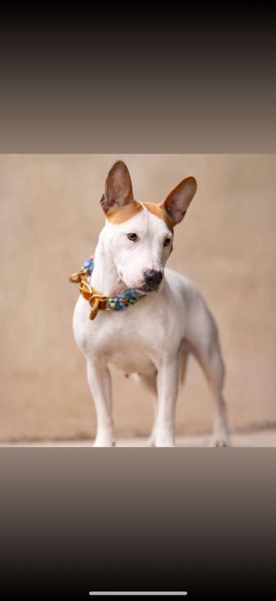 Neue Trendrasse - Bullydor und co.-Beitrag-Bild