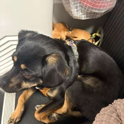 Hund an das Bahnfahren gewöhnen – eure Erfahrungen?-Beitrag-Bild