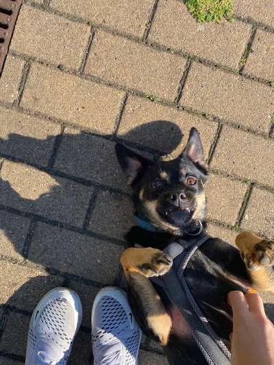 Fotosammlung: ,,Der natürliche Hund" Unbearbeitet, ungestellt und in Natura-Beitrag-Bild