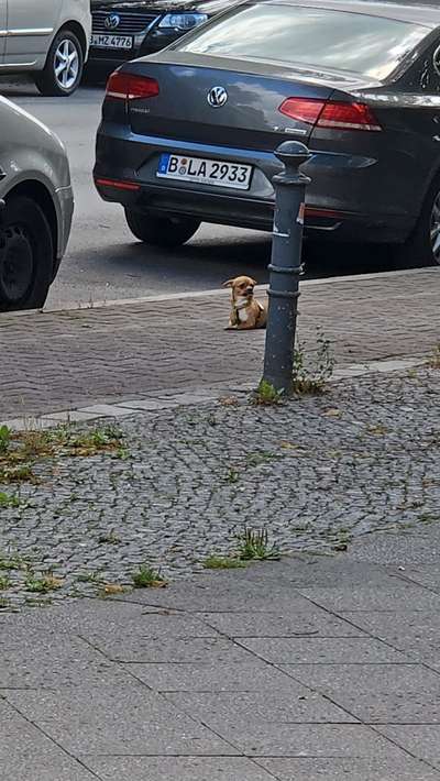 Hund weggelaufen...wie mache ich jetzt weiter?-Beitrag-Bild