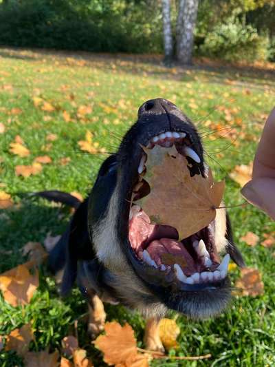 Dogorama Photo Challenge - Mäulchen auf-Beitrag-Bild