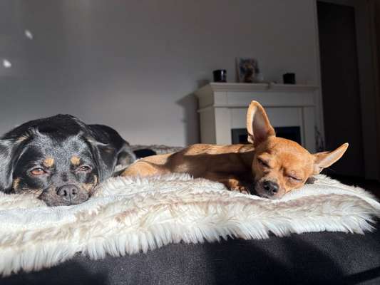 Spitzname(n) Deines Hundes-Beitrag-Bild