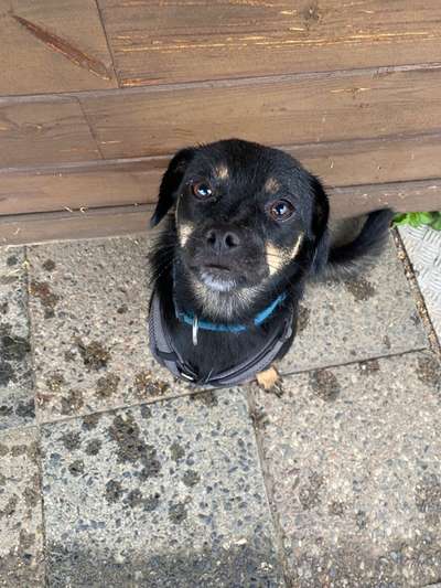 Dogorama Photo Challenge - Regenwetter-Beitrag-Bild