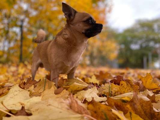 26. Farben Fotochallenge "Herbstfarben"-Beitrag-Bild