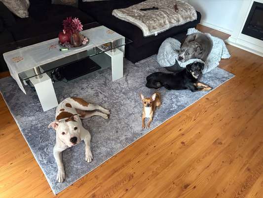 Zwerghunde und die "bösen Grossen"-Beitrag-Bild