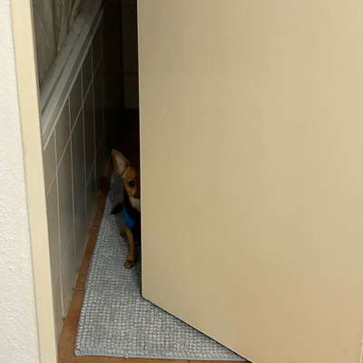 Blase eines 8 Monate Alten Hundes-Beitrag-Bild