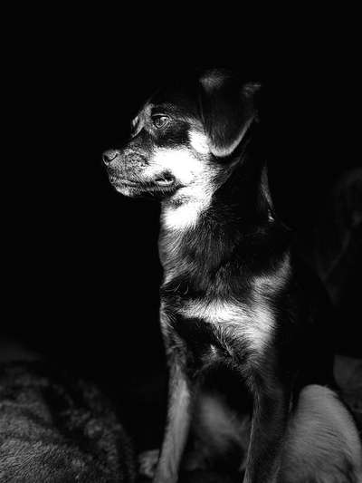 Hunde Porträt (Portrait) Galerie....-Beitrag-Bild