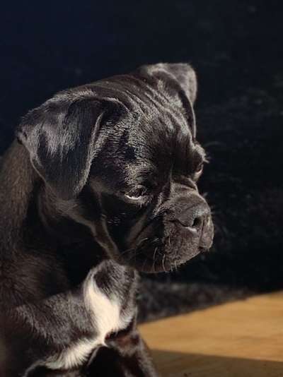 Brachycephale Hunderassen-Beitrag-Bild