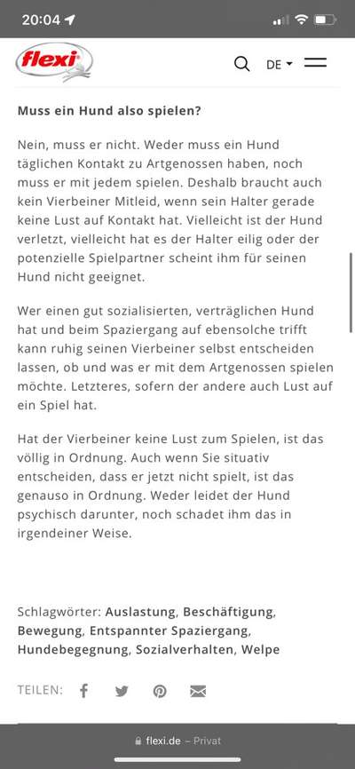 Hund spielen lassen mit anderen Hunden-Beitrag-Bild