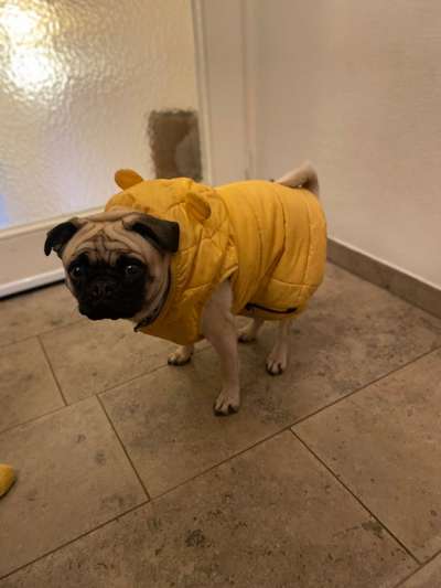 Hundekleidung - Top oder Flop-Beitrag-Bild