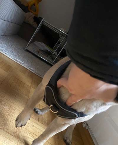 Wie sitzt mein Geschirr?-Beitrag-Bild