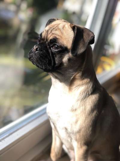 Brachycephale Hunderassen-Beitrag-Bild