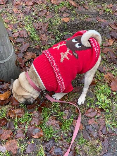 Was tragen eure Hunde zu Weihnachten?-Beitrag-Bild