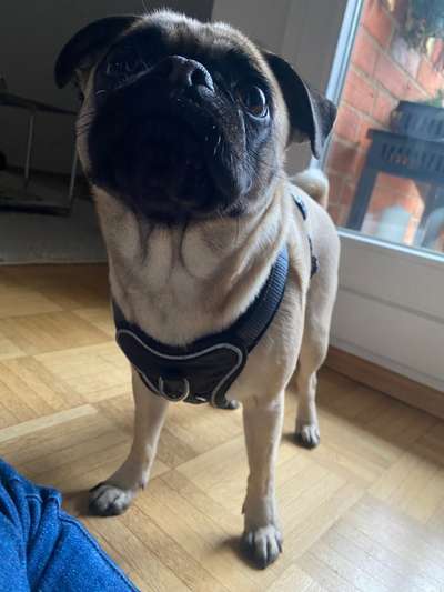 Wie sitzt mein Geschirr?-Beitrag-Bild