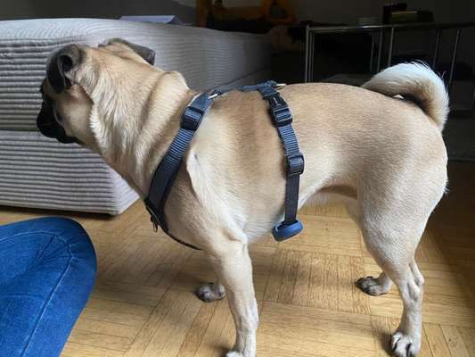 Wie sitzt mein Geschirr?-Beitrag-Bild