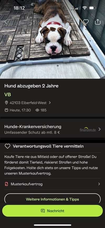 Brachycephale Hunderassen-Beitrag-Bild