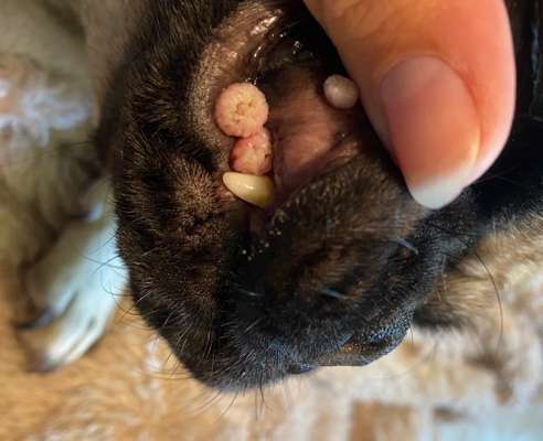 Blase (?) unter der Zunge-Beitrag-Bild