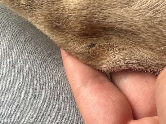 Pickel am ganzen Körper-Beitrag-Bild