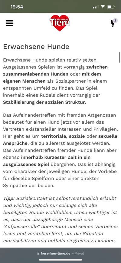 Hund spielen lassen mit anderen Hunden-Beitrag-Bild