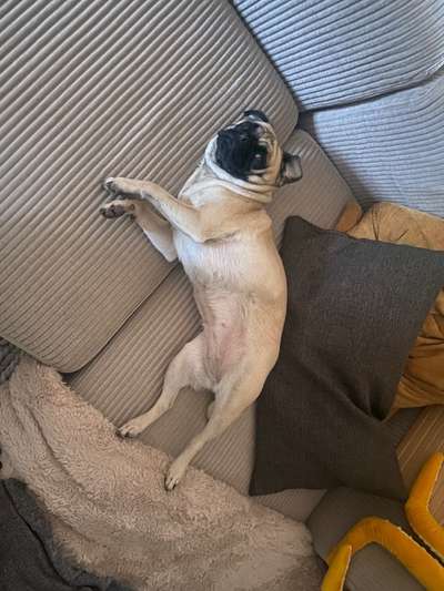 Welchen Hund hast du?-Beitrag-Bild