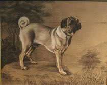 Brachycephale Hunderassen-Beitrag-Bild