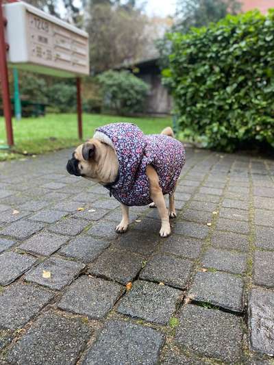 Hundekleidung - Top oder Flop-Beitrag-Bild