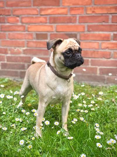 Brachycephale Hunderassen-Beitrag-Bild